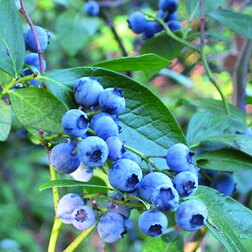 ������ ������ �������� ������������ �������   ����