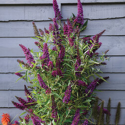 ������ ������ ������� ������ ���������� �����   ����