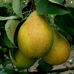 ������ ������ ����� ��������� �������� (������� ���������)   ����