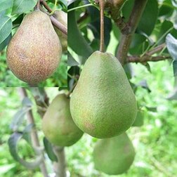 ������ ������ ����� ����   ����