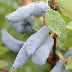 ������ ������ ��������� ��������� �������   ����