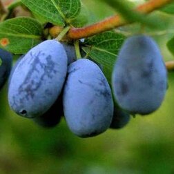 ������ ������ ��������� ��������� ���������   ����