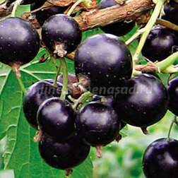 ������ ������ ��������� ������ �������   ����