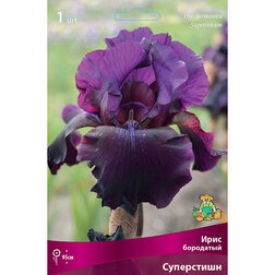 ������ ������ ���� ��������� ����������   ����