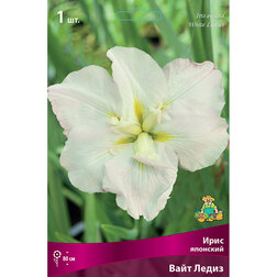 ������ ������ ���� �������� ���� �����   ����