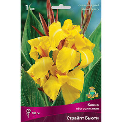 ������ ������ ����� ������������� ������� �����   ����