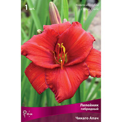 ������ ������ �������� ��������� (������ ����)   ����