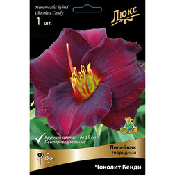 ������ ������ �������� ��������� ������� �����   ����