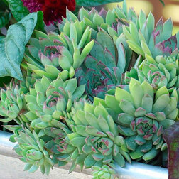 ������ ������ �������� ����� ���� (1��-1000 �����) ���������������� ������   ����