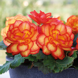 ������ ������ ������� ��������� ������� ���� (1��-100�����) ���������������� ������   ����