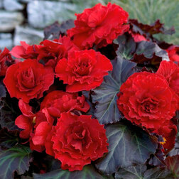 ������ ������ ������� ��������� ������� ����� ��� ��� (1��-100 �����) ���������������� ������   ����