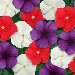 ������ ������ ���������� ���� �������� ��� ���� (��-100��) ���������������� ������   ����