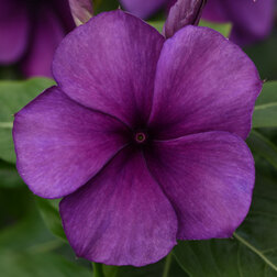 ������ ������ ���������� ���� �������� (��-100��) ���������������� ������   ����