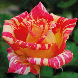 ������ ������ ���� �����-��������� �������   ����