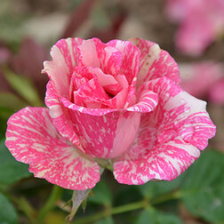 ������ ������ ���� �����-��������� ���� �������   ����