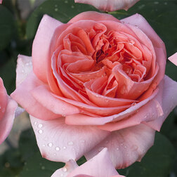 ������ ������ ���� �����-��������� ���� �������   ����