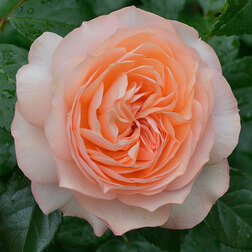 ������ ������ ���� �����-��������� ����� �� ����   ����