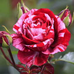 ������ ������ ���� ���������� ��� �������   ����