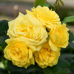 ������ ������ ���� �������� ���� ������   ����