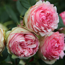 ������ ������ ���� �������� Ը�� ����   ����