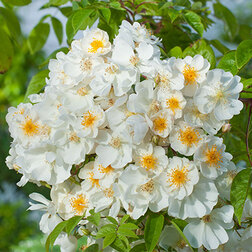 ������ ������ ���� ��������� ������ ����� ������   ����