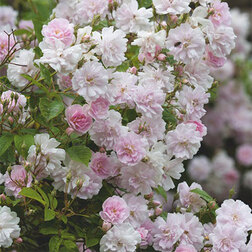 ������ ������ ���� ��������� ������ ���� ��������� ����   ����