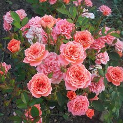 ������ ������ ���� ����������� �������   ����