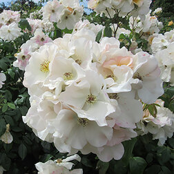 ������ ������ ���� ��������� ������ ����� �����   ����