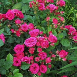 ������ ������ ���� ����� (�����������) ����� �����   ����