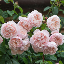 ������ ������ ���� �������� �������� ��������   ����