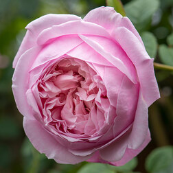 ������ ������ ���� �������� ���������� ������ �� ������   ����