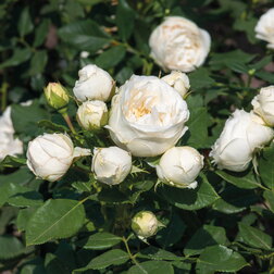 ������ ������ ���� ���������� ����� �Art Vase� ����   ����