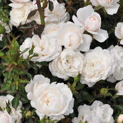 ������ ������ ���� ����������� ����� ������ �����   ����