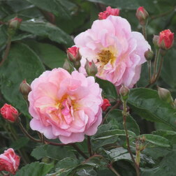 ������ ������ ���� ��������� ������� ��������   ����