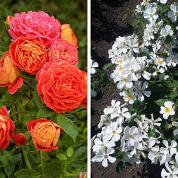 ������ ������ ���� ��������� (2 ��������) 3 ������� ���� ������ � ��������   ����