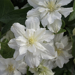 ������ ������ �������� ������������ ���� ��������   ����