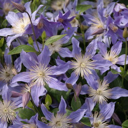 ������ ������ �������� ������������ ��� ����   ����