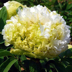 ������ ������ ���� ����������� �������� ���   ����