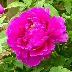 ������ ������ ���� ����������� ������� ������   ����