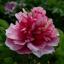 ������ ������ ���� ����������� �������� ����������   ����