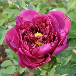 ������ ������ ���� ����������� ��������� �����   ����