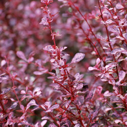 ������ ������ �������� �������� ��������   ����