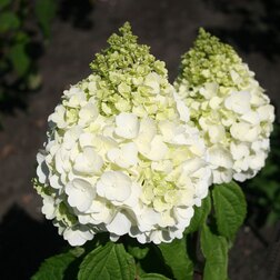 ������ ������ ��������� ����������� �������� �������   ����