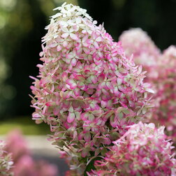 ������ ������ ��������� ����������� ���� �����   ����