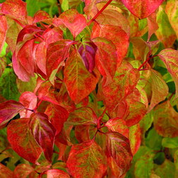 ������ ������ ����� ������� ������ �����   ����