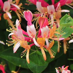 ������ ������ ��������� (������������) ��������   ����