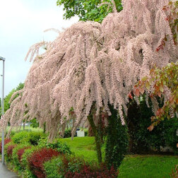 ������ ������ �������� ����������������� ���������   ����