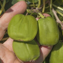 ������ ������ ��������� ������ ��� ��� �����   ����