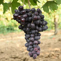 ������ ������ ������� ��������� ��������� ������� ��������   ����