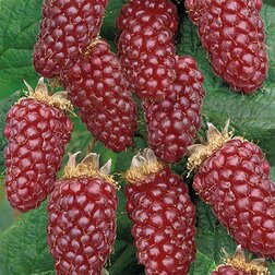 ������ ������ ��������� (�������) �������� ������ (������ � �������)   ����